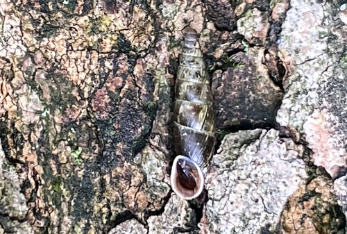 Vřetenovka opavská (Cochlodina cerata opaviensis) – kriticky ohrožený endemit Opavského Slezska. Vřetenovka opavská (Cochlodina cerata opaviensis) – kriticky ohrožený endemit Opavského Slezska.