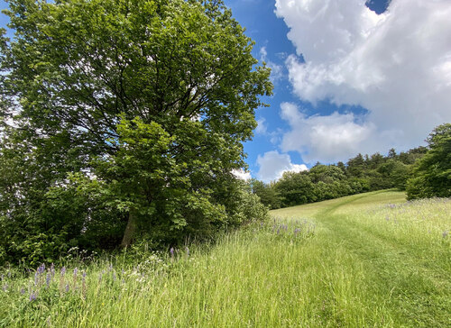 Kamenná mez s javorem klenem (Acer pseudoplatanus) na jižním svahu Velkého Roudného. Kamenná mez s javorem klenem (Acer pseudoplatanus) na jižním svahu Velkého Roudného.
