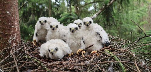 Mláďata krahujce obecného ve věku cca 15 dnů (foto pořízeno během kroužkování).