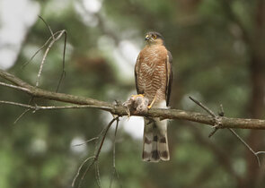 Jak se daří krahujci obecnému na střední Moravě a v Nízkém Jeseníku?