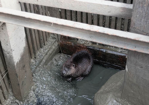 Bobři uvízlí v místech, odkud nemají možnost sami uniknout, jsou zcela závislí na pomoci lidí. Při včasném nálezu mají velkou šanci vrátit se zpět do přírody.