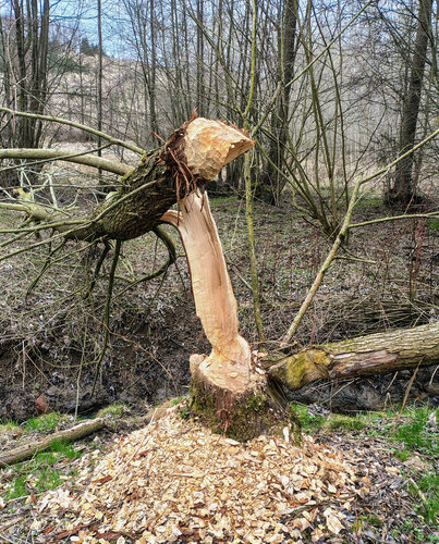 Čerstvě okousaný kmen stromu značí přítomnost bobra u Heraltic na Třebíčsku.