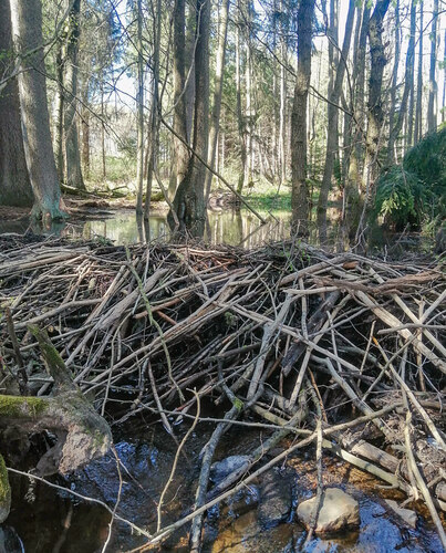 Hráze vytvořené bobrem mají v krajině důležitou retenční schopnost.