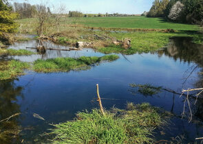 Bobr evropský v záchranných stanicích v České republice