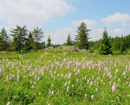 Lokalita v CHKO Slavkovský les