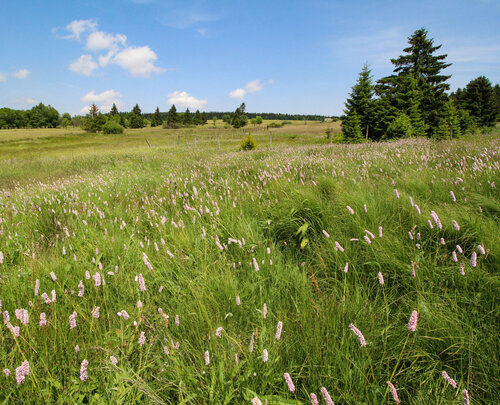 Lokalita v okolí Horní Blatné v Krušných horách.