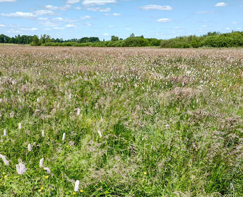 lokalita Siedliszcze v jihovýchodním Polsku, hostící geneticky nejbohatší populaci motýla ohniváčka rdesnového