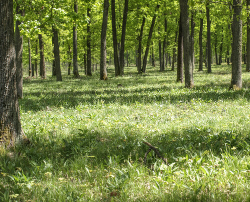 rumunský les Lăpușel, nápadně připomínající světlé doubravy jihovýchodní Moravy