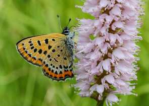 Ohniváček rdesnový vyhubený, přenesený a globálně oteplený