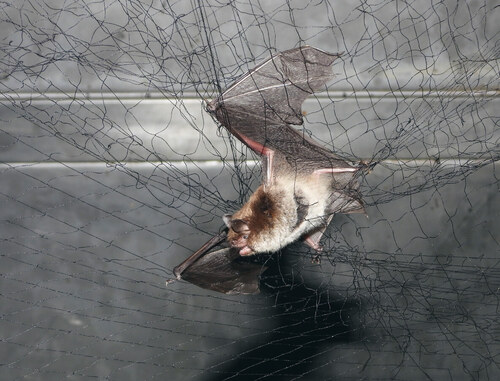 Netopýr vodní (Myotis daubentonii) odchycený u jeskyně Na Špičáku. Netopýr vodní (Myotis daubentonii) odchycený u jeskyně Na Špičáku.