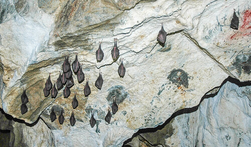 Vrápenec malý (Rhinolophus hipposideros) se na zimovišti důsledně zabalí do křídel. Vrápenec malý (Rhinolophus hipposideros) se na zimovišti důsledně zabalí do křídel.