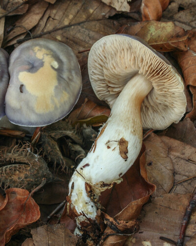 Pavučinec modrošafránový (Cortinarius croceocoeruleus) je vzácnou houbou světlých listnatých lesů na zásaditých půdách. Pavučinec modrošafránový (Cortinarius croceocoeruleus) je vzácnou houbou světlých listnatých lesů na zásaditých půdách.