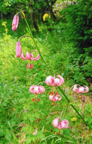 Lilie zlatohlavá (Lilium martagon) – zákonem chráněný druh v kategorii „ohrožený“. Lilie zlatohlavá (Lilium martagon) – zákonem chráněný druh v kategorii „ohrožený“.