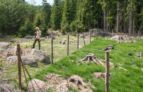 Záběr na vliv pastvy lesní zvěře na pasekovou vegetaci se silně ohroženým zběhovcem jehlancovitým v honitbě Javorná Záběr na vliv pastvy lesní zvěře na pasekovou vegetaci se silně ohroženým zběhovcem jehlancovitým v honitbě Javorná