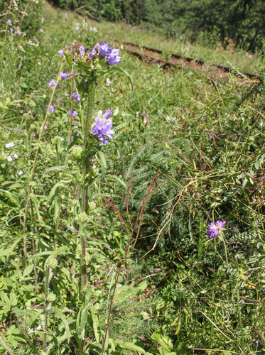 Kriticky ohrožený zvonek hadincovitý. Kriticky ohrožený zvonek hadincovitý.