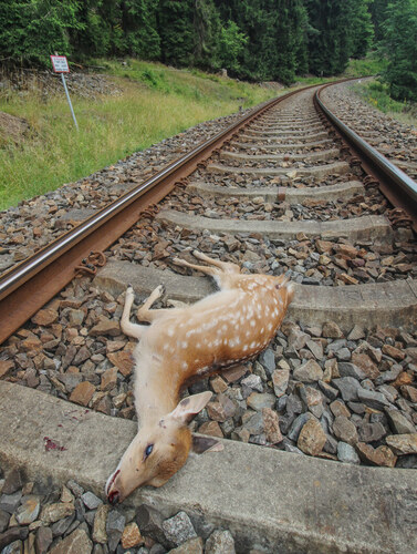 Jelen sika usmrcený vlakem. Jelen sika usmrcený vlakem.