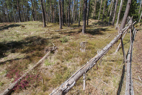 Sedmnáct let stará oplocenka v lese. Sedmnáct let stará oplocenka v lese.