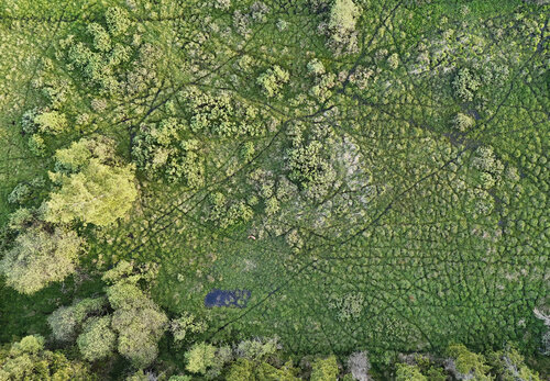 Pohled z dronu na Upolínovou louku pod Křížky dokumentující vysokou populační hustotu zvěře. Pohled z dronu na Upolínovou louku pod Křížky dokumentující vysokou populační hustotu zvěře.