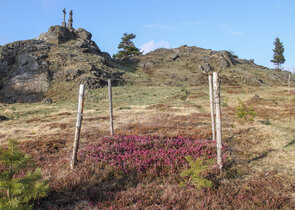 Jelen sika – klíčový problém ochrany přírody v CHKO Slavkovský les