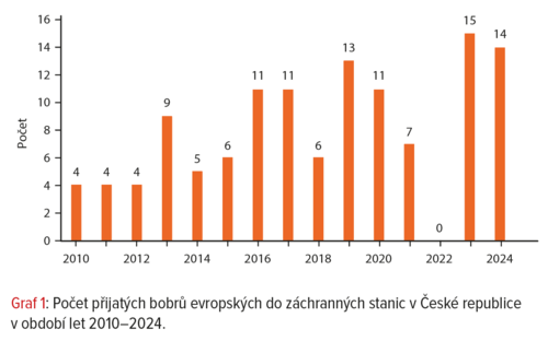 Graf 1: Počet přijatých bobrů evropských do záchranných stanic v České republice v období let 2010–2024.