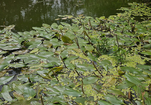 Obr. 7: Rdest uzlinatý v revitalizovaném Labišti pod Opočínkem. Foto Michal Vávra