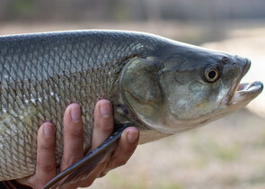 Dlouhodobý monitoring reprodukce bolena dravého: modelový příklad reofilní ryby v degradovaném prost