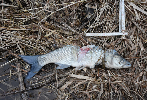 Obr. 5: Bolen usmrcený rybožravým predátorem, pravděpodobně vydrou říční. Foto Marek Šmejkal Obr. 5: Bolen usmrcený rybožravým predátorem, pravděpodobně vydrou říční. Foto Marek Šmejkal