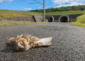 Když odpuzovače neodpuzují – slepá silnice ochrany živočichů?