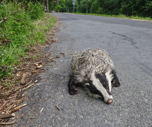 Obr. 4: Jezevec: 59 600 km našich silnic – kolik obětí připadá na každý kilometr? Foto Jitka Uhlíková