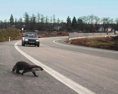 Obr. 5: Silniční mortalita vyder představuje závažný faktor ohrožující stabilitu celé populace. Foto Václav Hlaváč
