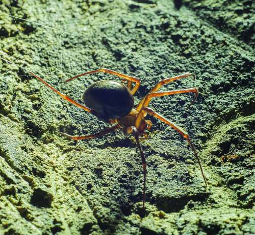 Troglofilní pavouk druhu Meta menardi v jeskyně Liliecilor.  Foto Petr Zajíček