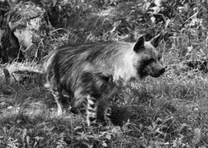 Čtvrtině sladkovodní fauny ve světě hrozí vyhubení nebo vyhynutí