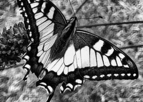 Proč a jak nepřehlížet ochranu hmyzu a jeho biotopů