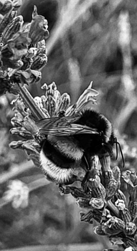 Čmeláci (Bombus spp.). Foto Marcela Plesníková