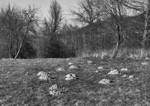 Půda jako dynamický ekokomplex aneb po čem šlapeme