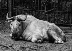 Zbytky pesticidů mění složení a fungování půdních společenstev