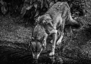 Mezinárodní kurz revitalizací řek a mokřadů