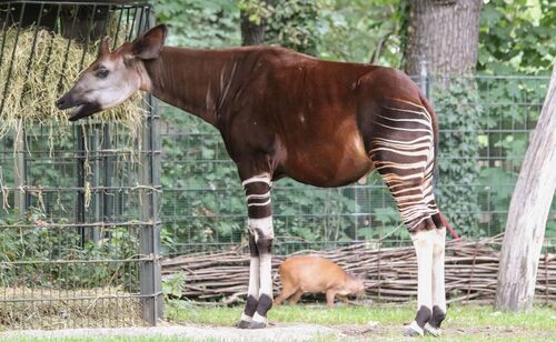 Obr. 5: Okapi (Okapia johnstoni). Foto Jan Plesník