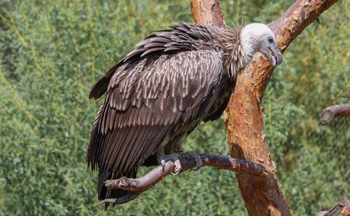 Obr. 4: Sup na větvi. Foto Jan Plesník