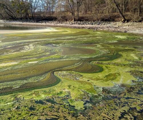 Obr. 5: Hlohovecký rybník v NPR Lednické rybníky má tak vysokou úroveň eutrofizace, že trpí vodním květem i v zimních měsících. Foto Vlastimil Sajfrt 