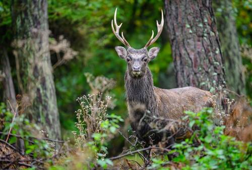 Obr. 4: Mladý samec jelenasiky. Foto Václav Bystřický