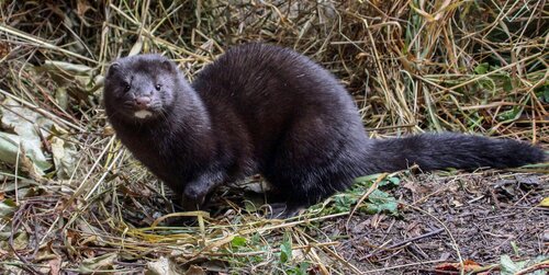 Obr. 3: Norek americký. Foto Václav Hlaváč