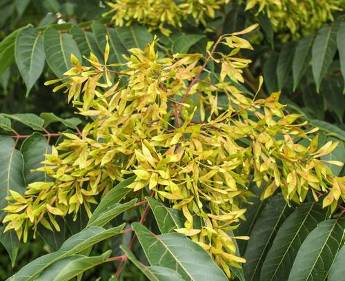 Obr. 2: Pajasan žláznatý (dole). Foto Lenka Čolobentičová