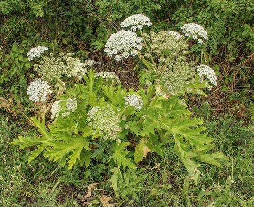Bolševník velkolepý (nahoře). Foto Lenka Čolobentičová