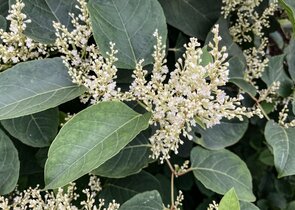 Nové přírůstky na unijním seznamu invazních druhů