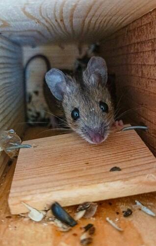 Obr. 6: Myšice odchycená na ekoduktu Planá nad Lužnicí (D3). Foto Martin Strnad
