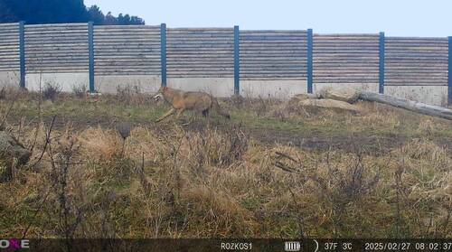 Obr. 2: Vlk obecný na ekoduktu Bílý Kostel nad Nisou (Rozkoš – I/13). Zdroj fotopast 