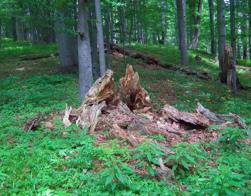 Národní přírodní rezervace Mionší v CHKO Beskydy. Foto Jan Plesník