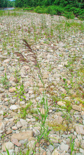 Obr. 3: Třtina pobřežní ve svém typickém biotopu – iniciálním štěrkovém náplavu.
