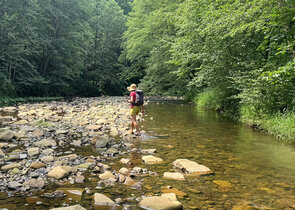 Třtina pobřežní v Beskydech, lakmusový papírek stavu našich štěrkonosných řek